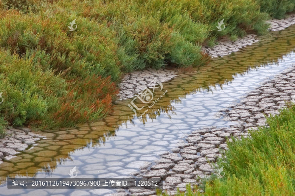 綠色的海岸