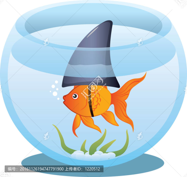 魚缸里的金魚鯊