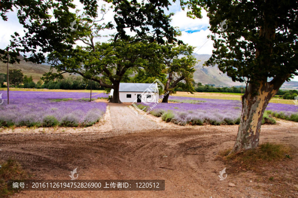 薰衣草花田