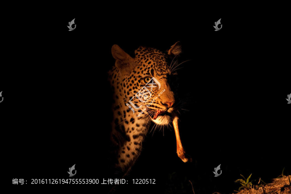 豹在夜晚