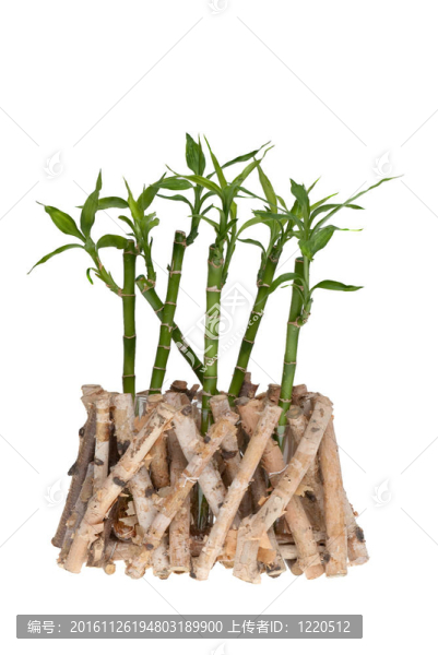 竹