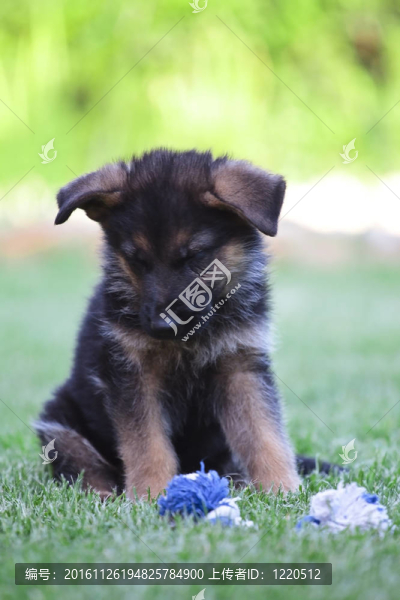 一個綠色的草地上的年輕的德國牧羊犬