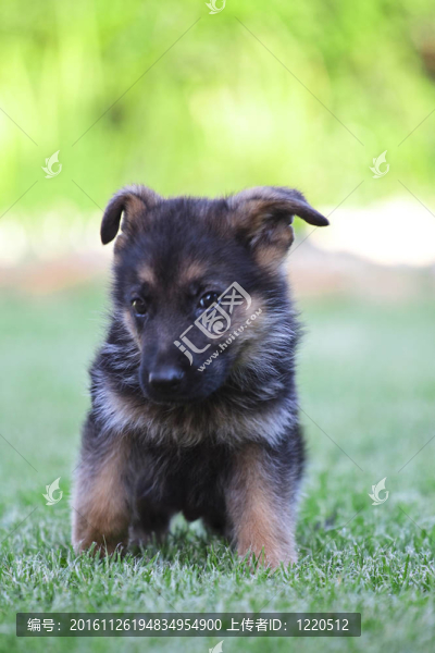 一個綠色的草地上的年輕的德國牧羊犬