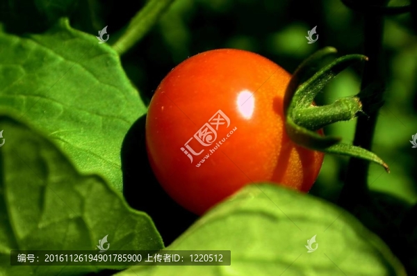 櫻桃番茄