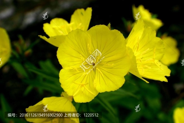 毛茛的細節(jié)