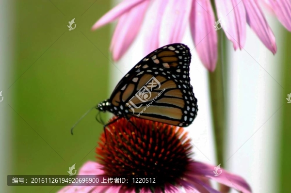 蝴蝶的甜蜜