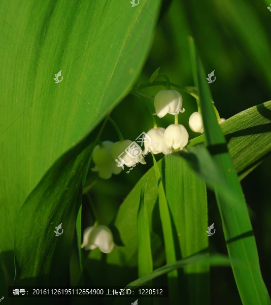 山谷的莉莉