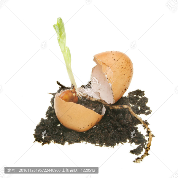 苗蛋