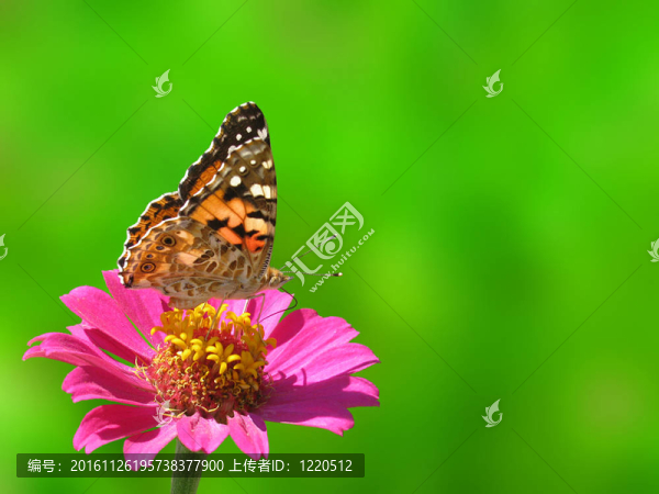 蝴蝶花