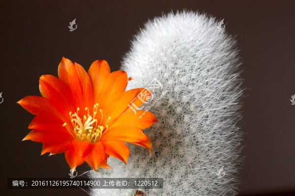 仙人掌花