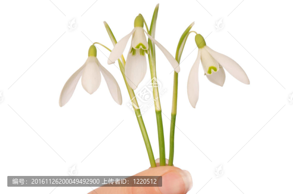 雪花蓮