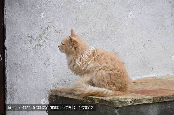 等待的貓。