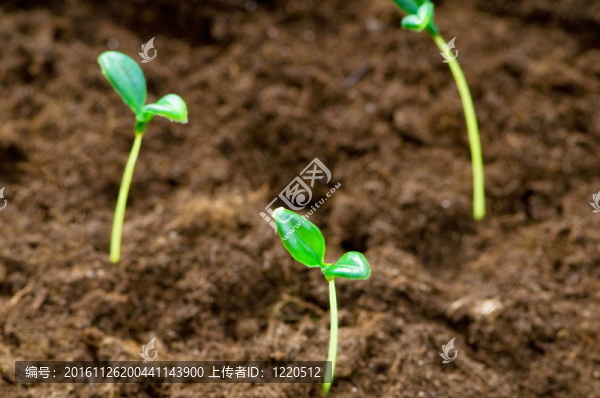 綠色苗木闡釋新生活理念