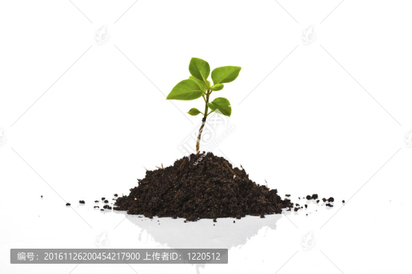 白色的年輕植物