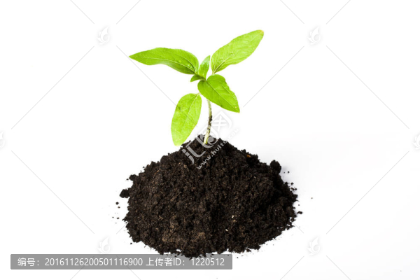 白色的年輕植物