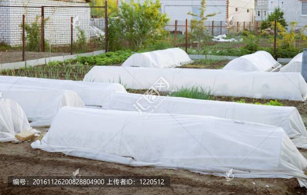 霜前的花園的準(zhǔn)備