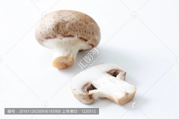 褐蘑菇