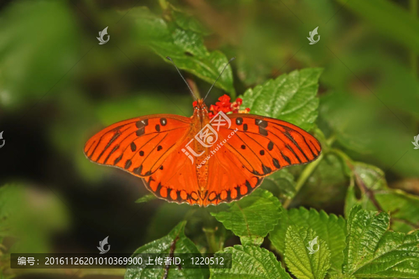 銀紋紅毒蝶
