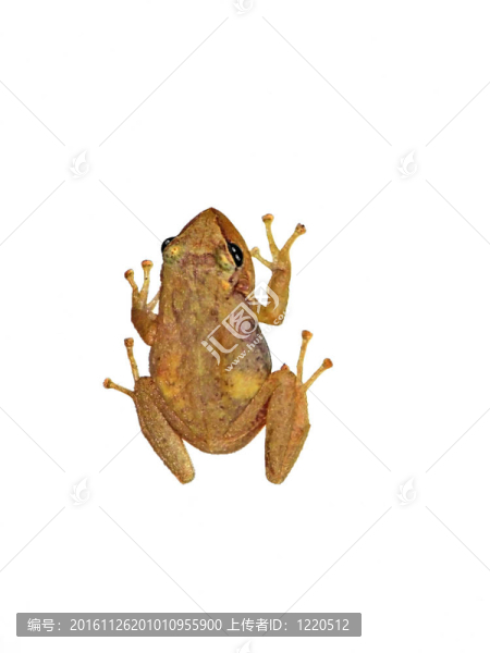 科奎蛙