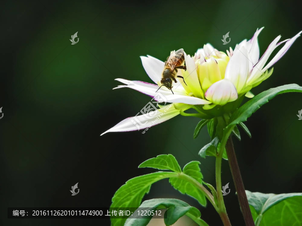 蜜蜂