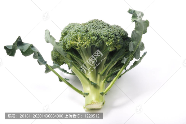 白色背景上的花椰菜