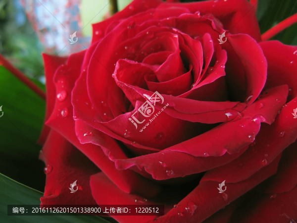 紅玫瑰與水滴