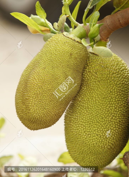掛在樹上的杰克果實