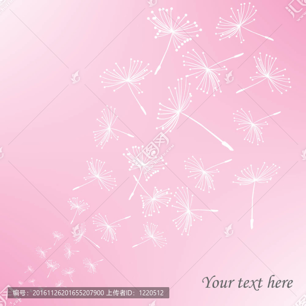 粉紅色背景下的蒲公英種子