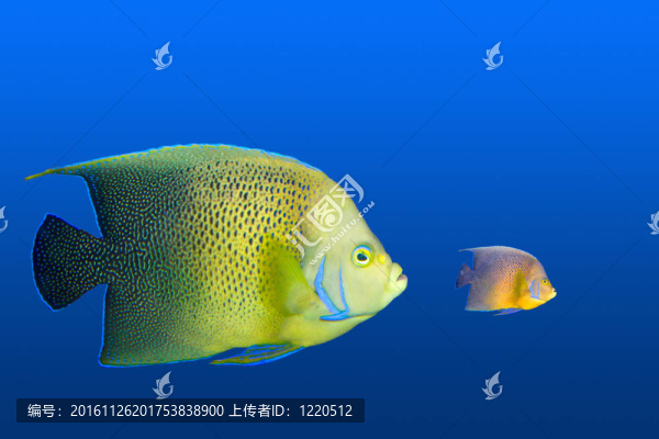 大吃小的