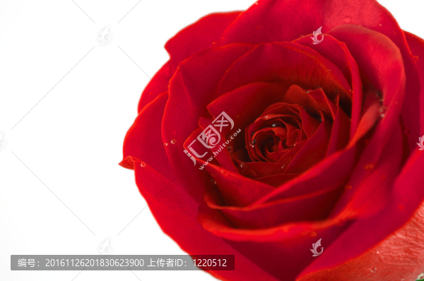 紅玫瑰