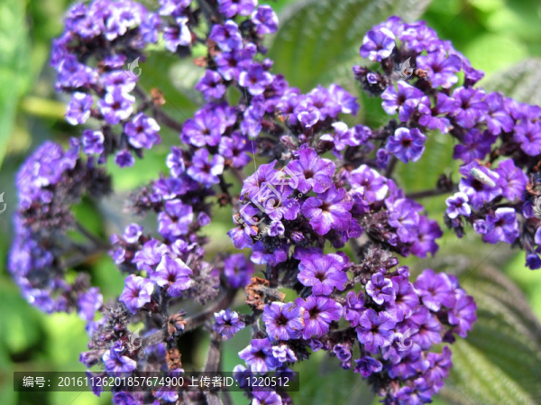 Flowering,heliotrope（heliotrpium）
