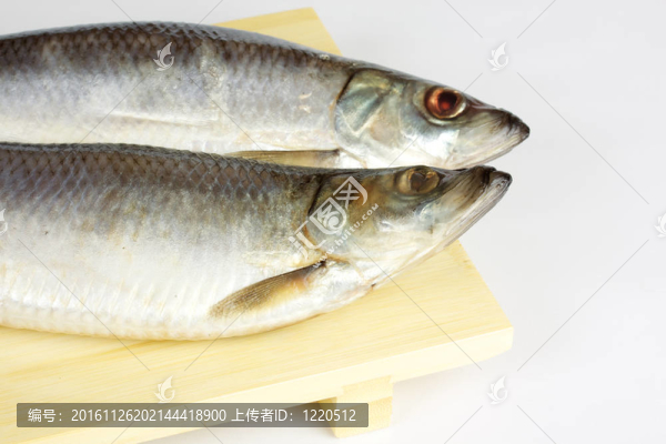 白色背景上腌制的鯡魚(yú)