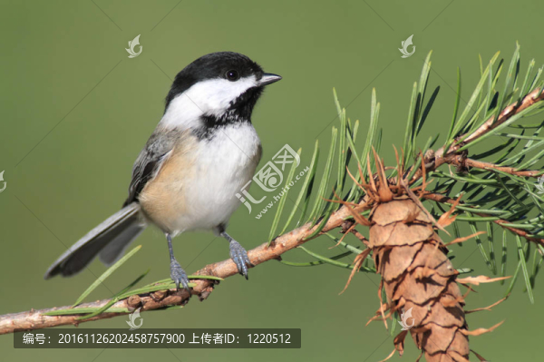 樹枝上的山雀