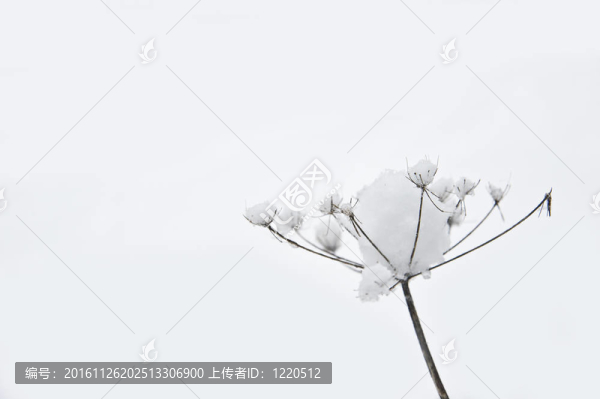 美麗的冬季雪景與植物覆蓋在雨雪冰凍背景