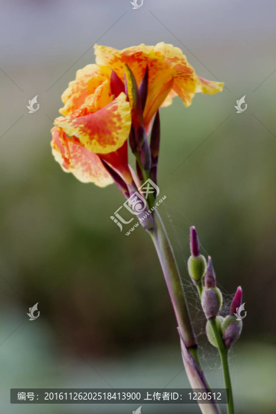 晨花與網(wǎng)