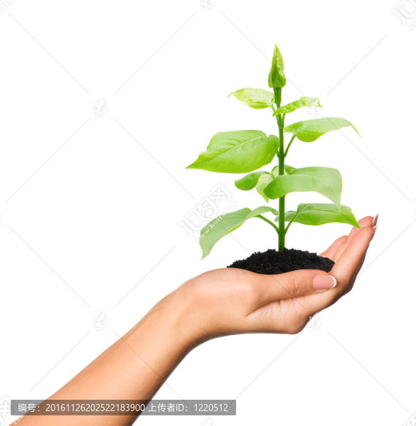 一方面與植物