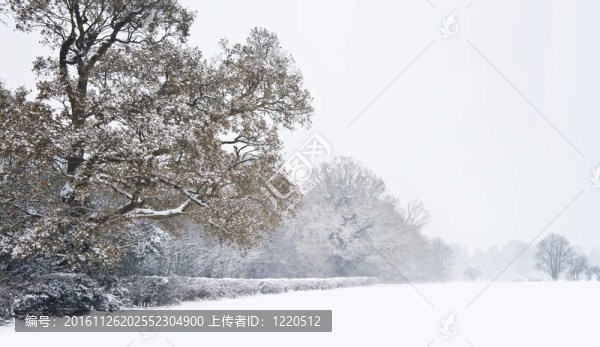 美麗的冬森林雪景與深處女雪廣告樹消失距離