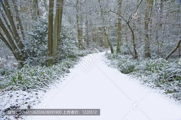 美麗的道路通過森林與處女雪地面