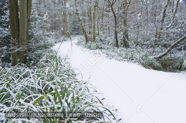 美麗的道路通過森林與處女雪地面