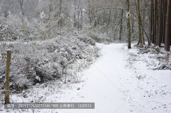 美麗的道路在森林與地面上的雪和秋天的顏色在樹上