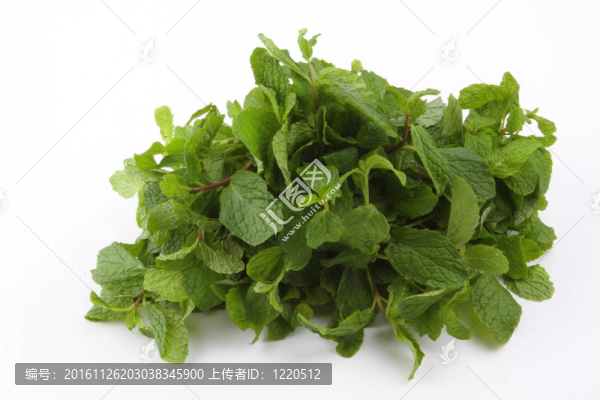 一堆綠色薄荷葉