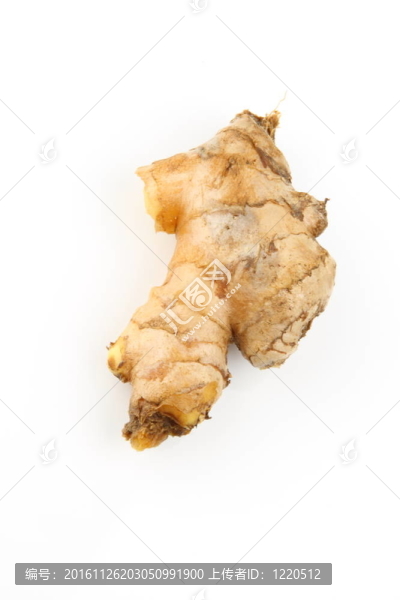 生姜根白。