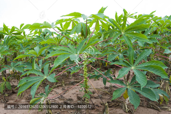 木薯