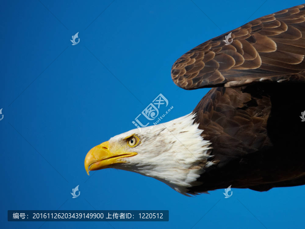 美國禿鷹在飛行中的特寫鏡頭