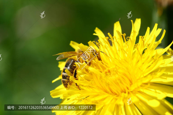 蜜蜂