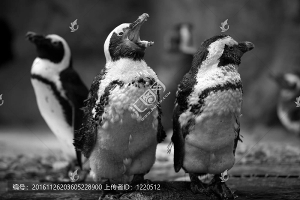 企鵝