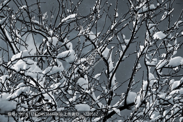 積雪的樹(shù)枝