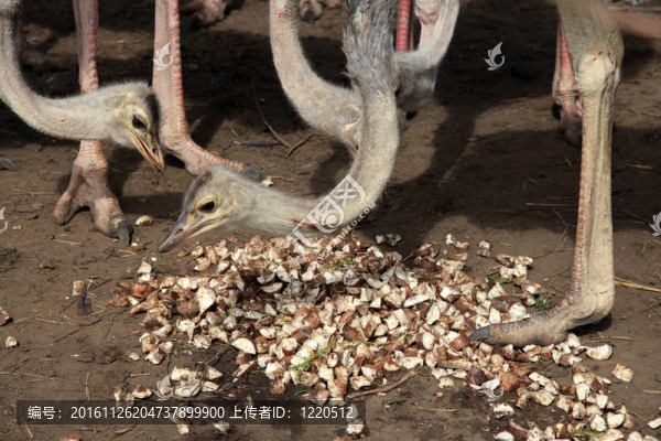 鴕鳥(niǎo)-烏干達(dá)；非洲