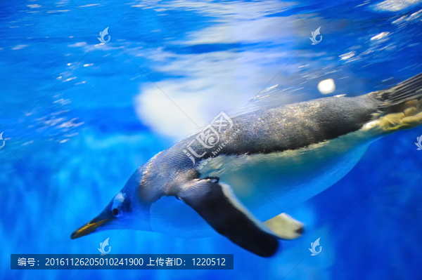 游泳的企鵝