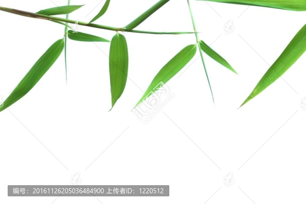 幸運(yùn)竹葉架